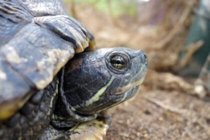 ديانا.. سلحفاة تقطع 6400 كم من جبل طارق للأمازون