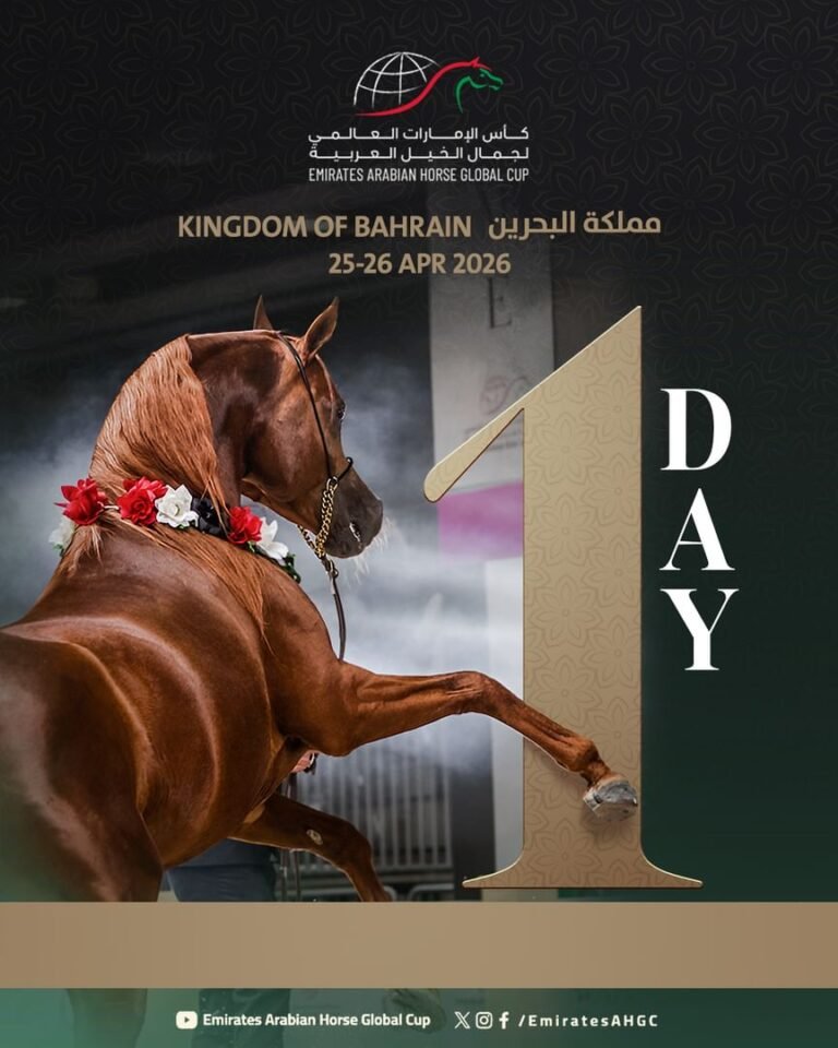 بمشاركة 106 خيول.. البحرين تستضيف الجولة الثانية لكأس الإمارات العالمي لجمال الخيل العربية
