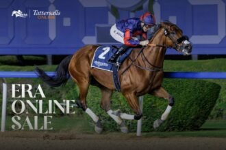 An increase of 154%. Emirates Horse Racing Authority auction records record participation