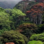 Ethiopia Carbon Market