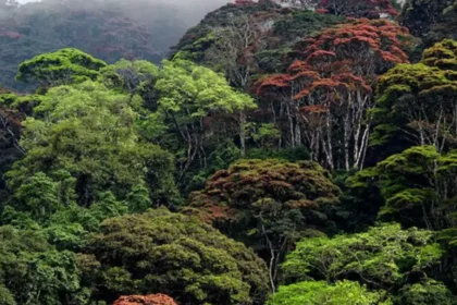 Ethiopia Carbon Market