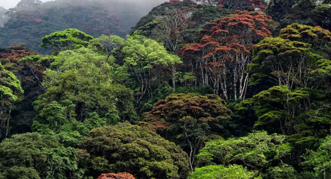 Ethiopia Carbon Market: New Legal Framework for Carbon Credits