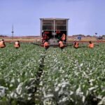 أوروبا تواجه نقصًا حادًا في المحاصيل بسبب قيود المبيدات