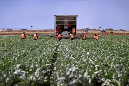 Europe is facing a severe crop shortage due to pesticide restrictions