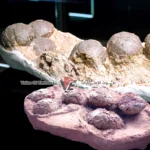 إسبانيا لغز من عصر الديناصورات.. إكتشاف عشًا متحجرًا به بيض عمره 72 مليون عام