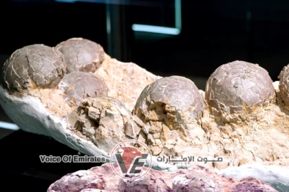 إسبانيا لغز من عصر الديناصورات.. إكتشاف عشًا متحجرًا به بيض عمره 72 مليون عام