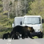 Bears invade Japan: A terrifying toll of attacks sparks panic and prompts urgent warnings