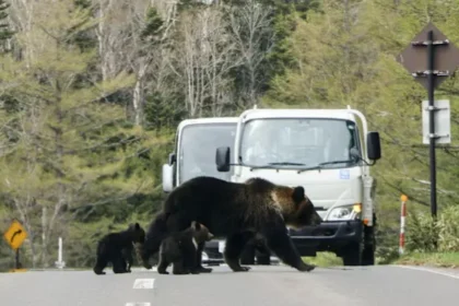 Bears invade Japan: A terrifying toll of attacks sparks panic and prompts urgent warnings