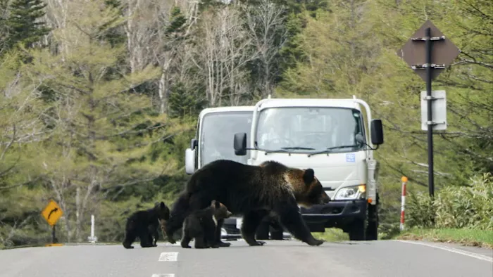 Bears invade Japan: A terrifying toll of attacks sparks panic and prompts urgent warnings