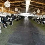 A silent crisis: A 12% drop in "drinking milk" production puts Turkish markets in a bind