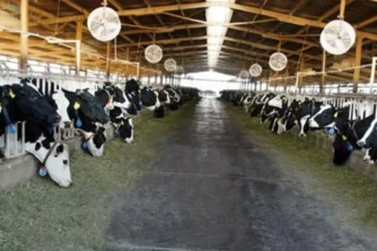 A silent crisis: A 12% drop in "drinking milk" production puts Turkish markets in a bind