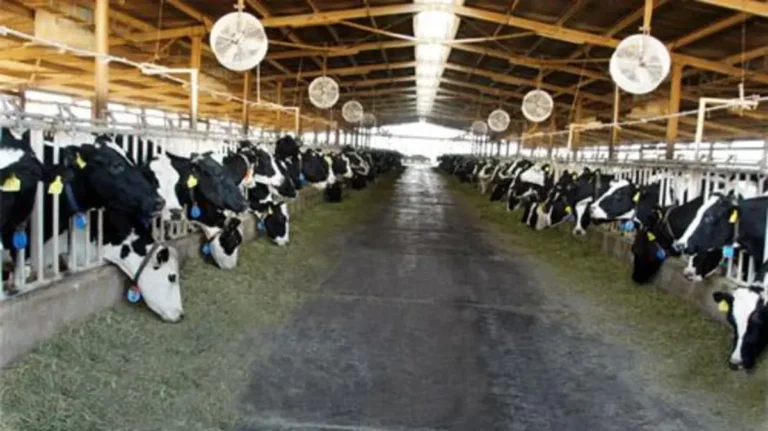 A silent crisis: A 12% drop in "drinking milk" production puts Turkish markets in a bind