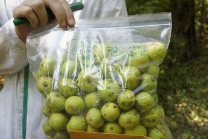 "نيويورك أبوظبي" تنجز دراسة بحثية حول تطوير محاصيل زراعية مستدامة