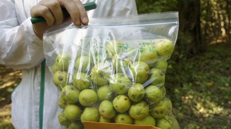 New York Abu Dhabi completes a research study on developing sustainable agricultural crops