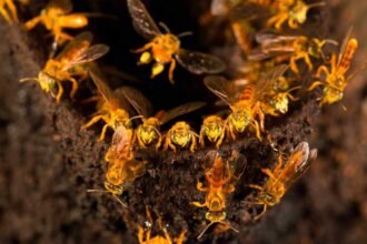 Amazon grants bees legal status for protection: an unprecedented step to safeguard ecological balance