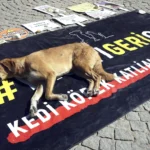 Türkiye tightens its measures against stray dogs and issues strict warnings to violators