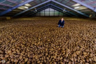 A record-breaking heatwave hits Spain's potato crop, threatening the new season's production