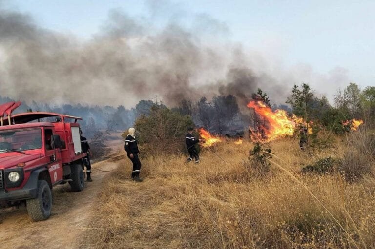 Forest fires sweep through Algeria... 80 fires in one day, most of which have been extinguished