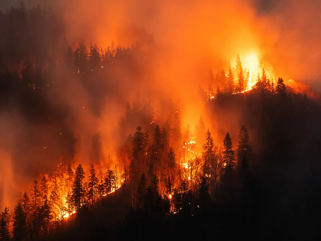 France Wildfires: Official Warnings of Catastrophic Impacts on Wildlife