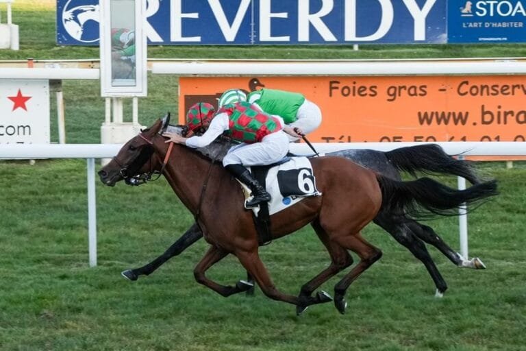 UAE horses compete in two French DAX races
