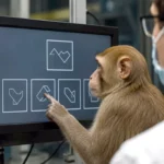 New study: Monkeys possess engineering skills that bring them closer to humans
