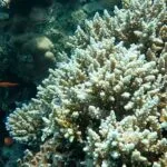 UNESCO adds Aqaba Marine Reserve to World Heritage List in a historic achievement for Jordan