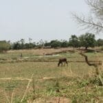 A new study by New York University Abu Dhabi reveals a new weakness in the malaria parasite