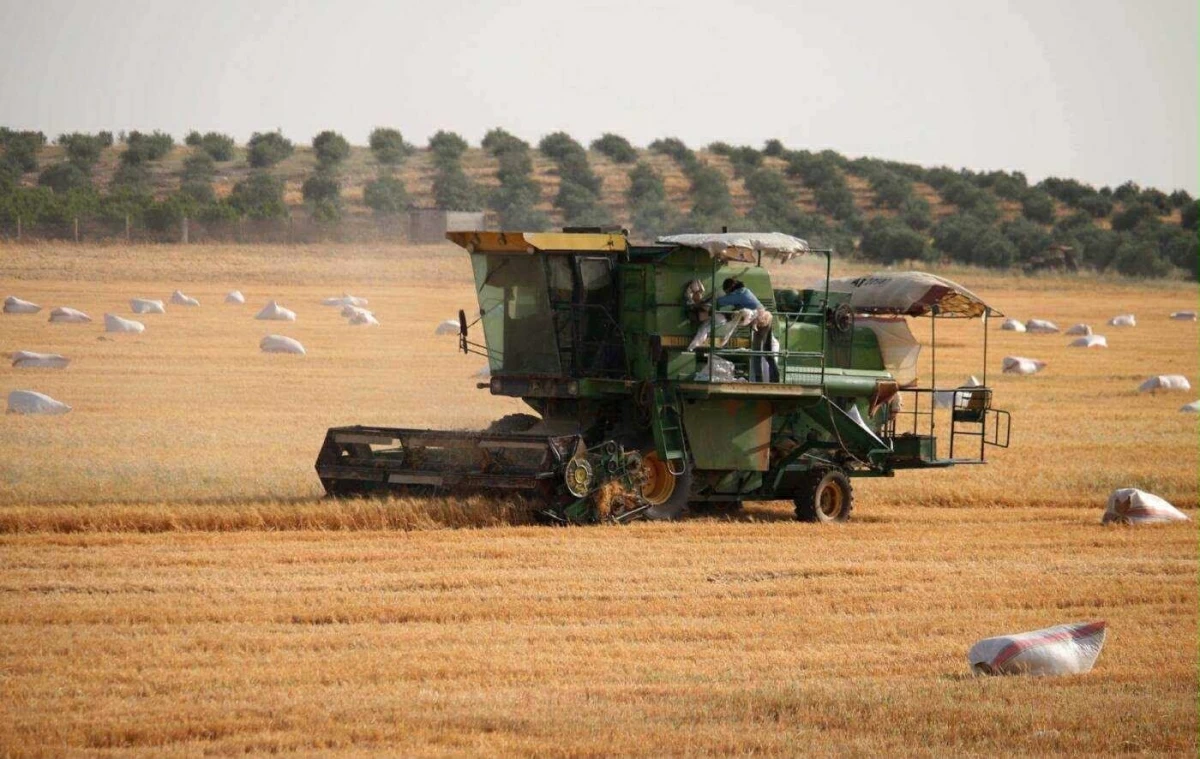 Syria Achieves Wheat Self-Sufficiency for the First Time Since 2010