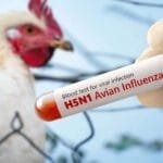 أستراليا تسجل أول إصابة بفيروس إنفلونزا الطيور H5N1 لدى حيوان ثديي محلي