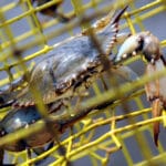 Italy is tackling a "blue crab" invasion with an octopus-based plan