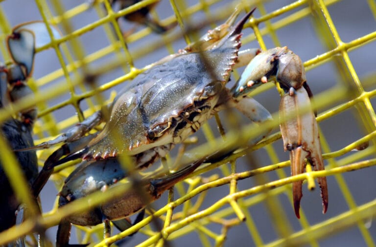 Italy is tackling a "blue crab" invasion with an octopus-based plan