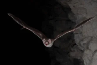 Health warnings issued in New York as bats become more prevalent during the summer; rabies is a concern