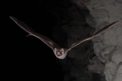 Health warnings issued in New York as bats become more prevalent during the summer; rabies is a concern