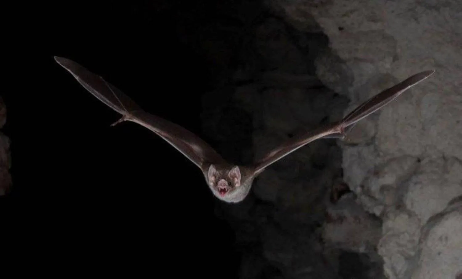 Health warnings issued in New York as bats become more prevalent during the summer; rabies is a concern