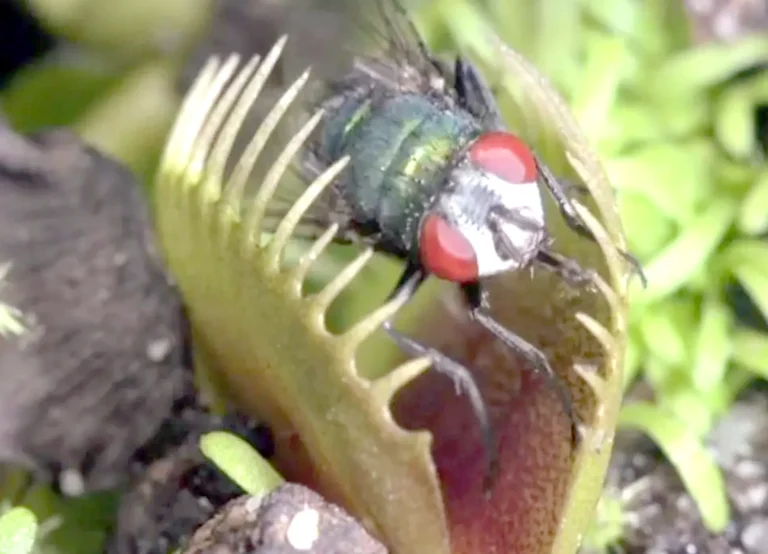 How did scientists prove the validity of Charles Darwin theory about carnivorous plants?