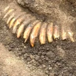 Mysterious tomb reveals chilling rituals: human sacrifices and a strange necklace in an archaeological discovery in Poland