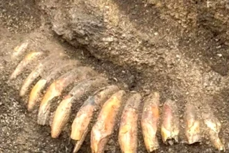 قبر غامض يكشف طقوسًا مخيفة.. قرابين بشرية وقلادة غريبة في اكتشاف أثري ببولندا