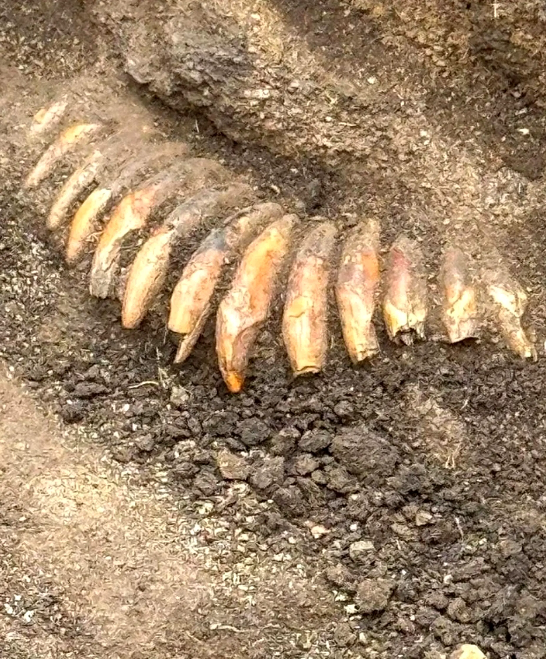 Mysterious tomb reveals chilling rituals: human sacrifices and a strange necklace in an archaeological discovery in Poland